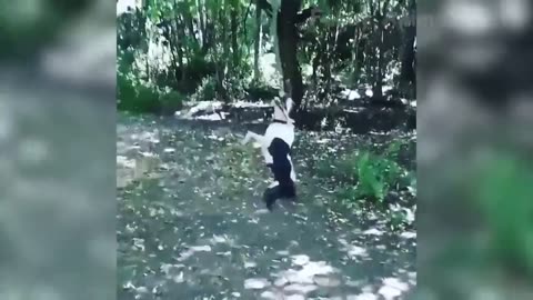 Dog doing fun things #Dogs