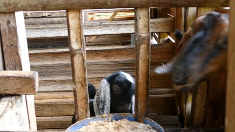 Mother and baby goat looking towards the camera at a farm in the Philippines