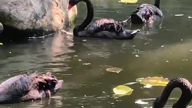 Fish loving goose