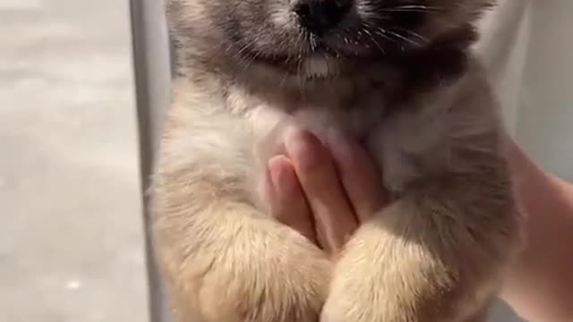 Baby puppies need hugs.