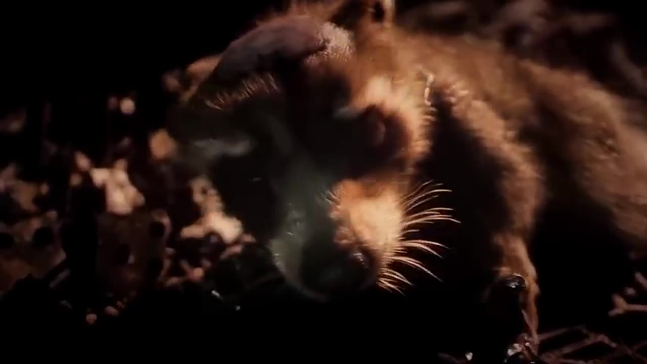 Rocket the Racoon - Guardians of the Galaxy