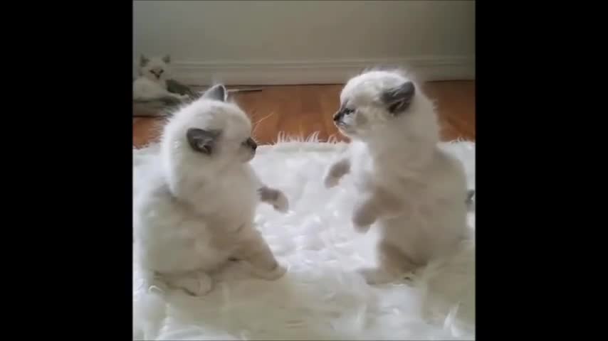 Wow..Cat Fight