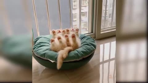 Cute Cats - Funny Compilation videos