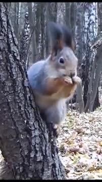 - shortsvideo- squirrel- funny- cute- tiktok- sub4sub- india- jungle- foodie