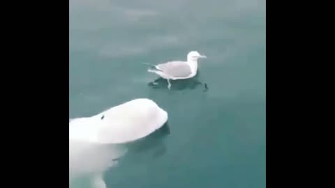 Beluga playing with seagull