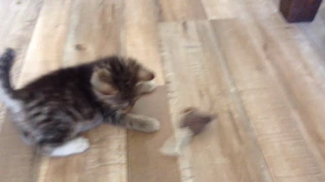 Kitten playing with squeaky mouse toy