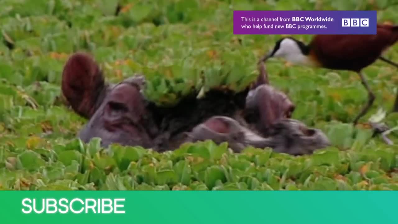 Unusual Grizzly Bear Hunting Technique | Nature's Great Events w/ Attenborough | BBC Earth