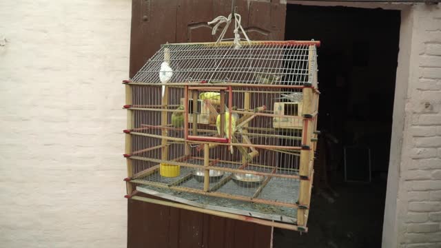 Listen and watch a very cool video of a group of parrots in the cage