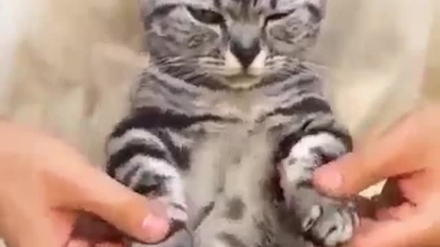 Dancing Cat