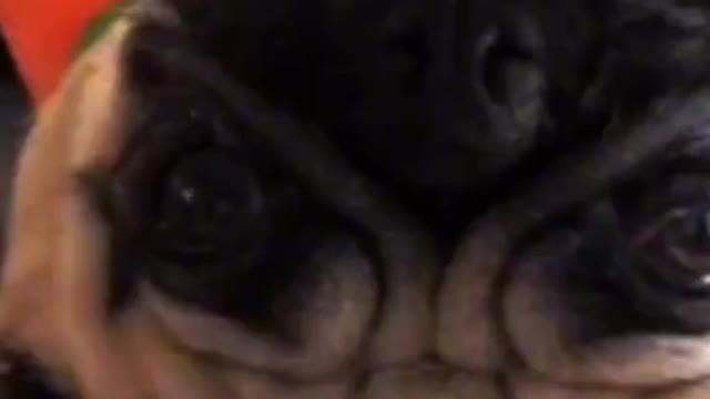 haha mini cutie dogs at home