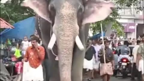 😍😍#sree4elephants #shorts #keralagodsowncountry #shortsvideo #shortsfeed