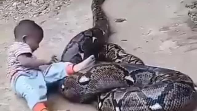 Little boy Riding on big snake Amaxing