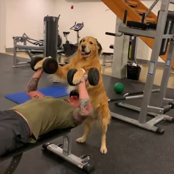 Golden Retriever Gym Trainer Helps Spot Owner During Workout