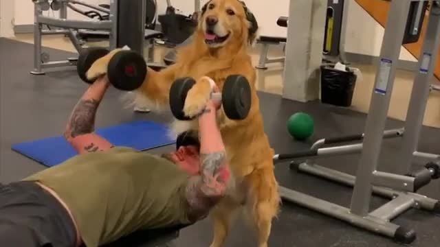 Golden Retriever Gym Trainer Helps Spot Owner During Workout