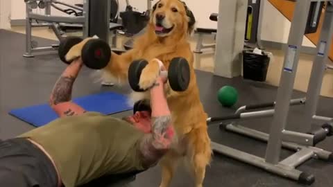 Golden Retriever Gym Trainer Helps Spot Owner During Workout