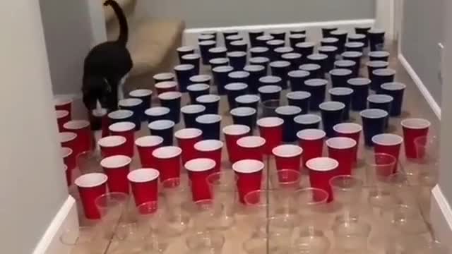 Funny REACTION #38 - Owner is testing the cat by feeding it a game