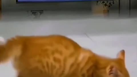 Cat trying to do moon walk