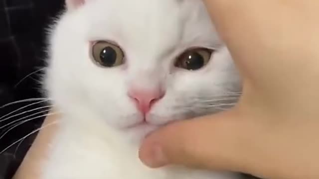 Amazing cat videos