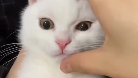 Amazing cat videos