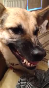 Adorable Ovejero Alemán no puede descifrar cómo se gruñe