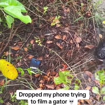 Gator gets a taste of Android