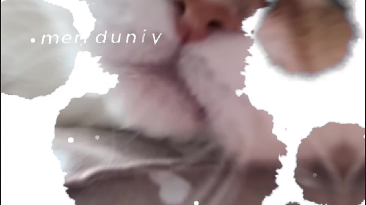 #cutecat #catlover♥️