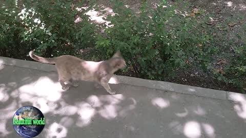 funny cat | Playful cat | cats | cat | most popular cat video | popular cat video