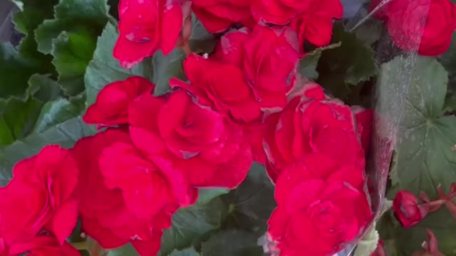 Very lush red flowers and yellow flowers