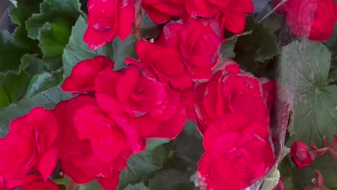 Very lush red flowers and yellow flowers