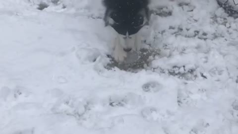 Mah Husky Playing In the Snow....