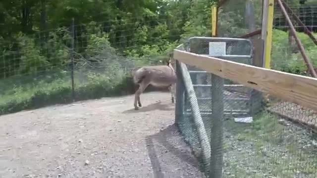 Donkey Falls In Love With Zoo Visitor, But Watch What Happens When Llama Tries