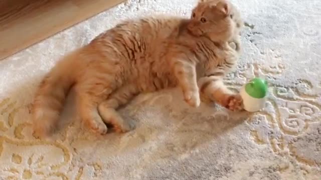 Paw Stuck