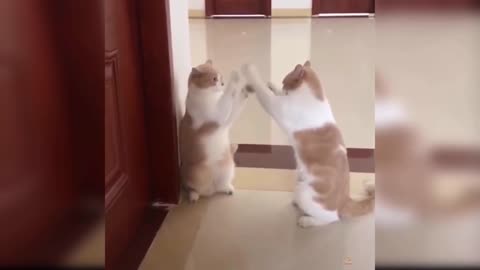 Cat vs Cat