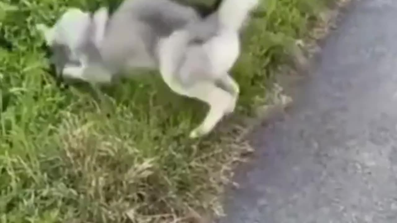 funny animals 2023 video #2