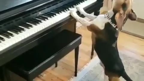 My dog playing piano and trying to sing