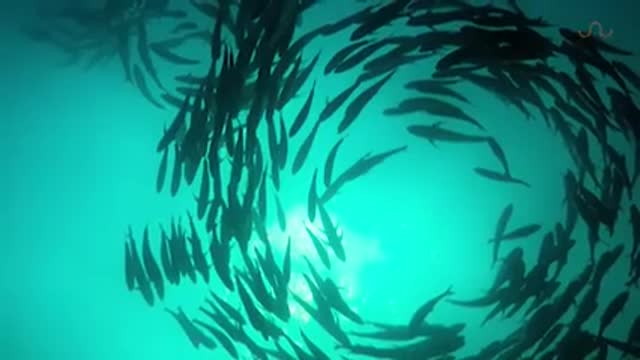 TUNA_TORNADO_-_Huge_Swarm_of_Jack_Fish_Dwarf_Scuba_Diver