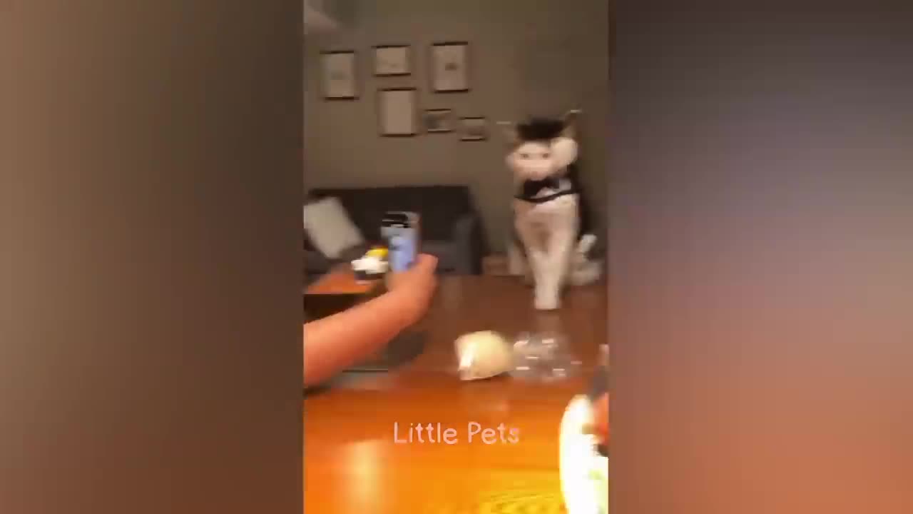 Animals 2023 π€©π Best Cats and Dogs Videos πΆπ» Part 15