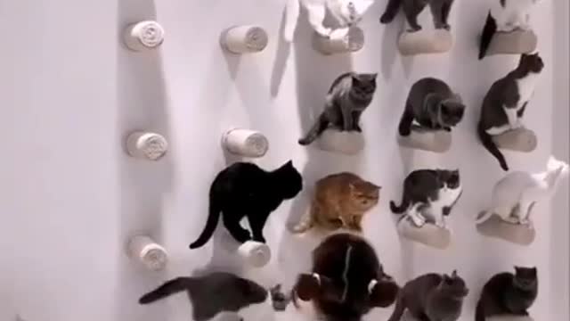 Cats Training ! Beautiful cat ! Lovely cat and funny cat