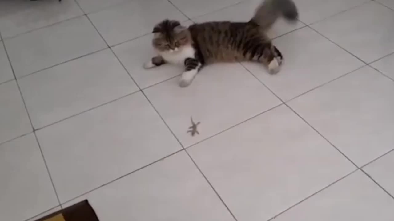 Cat and lizard live together in perfect harmony