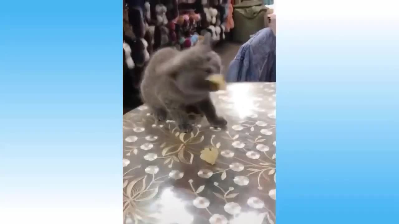 Funny cats compilation #2 (2022)