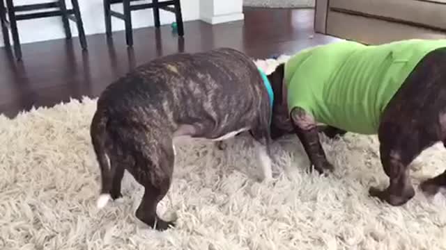 Land hippo tug of war