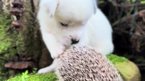 The little hedgehog