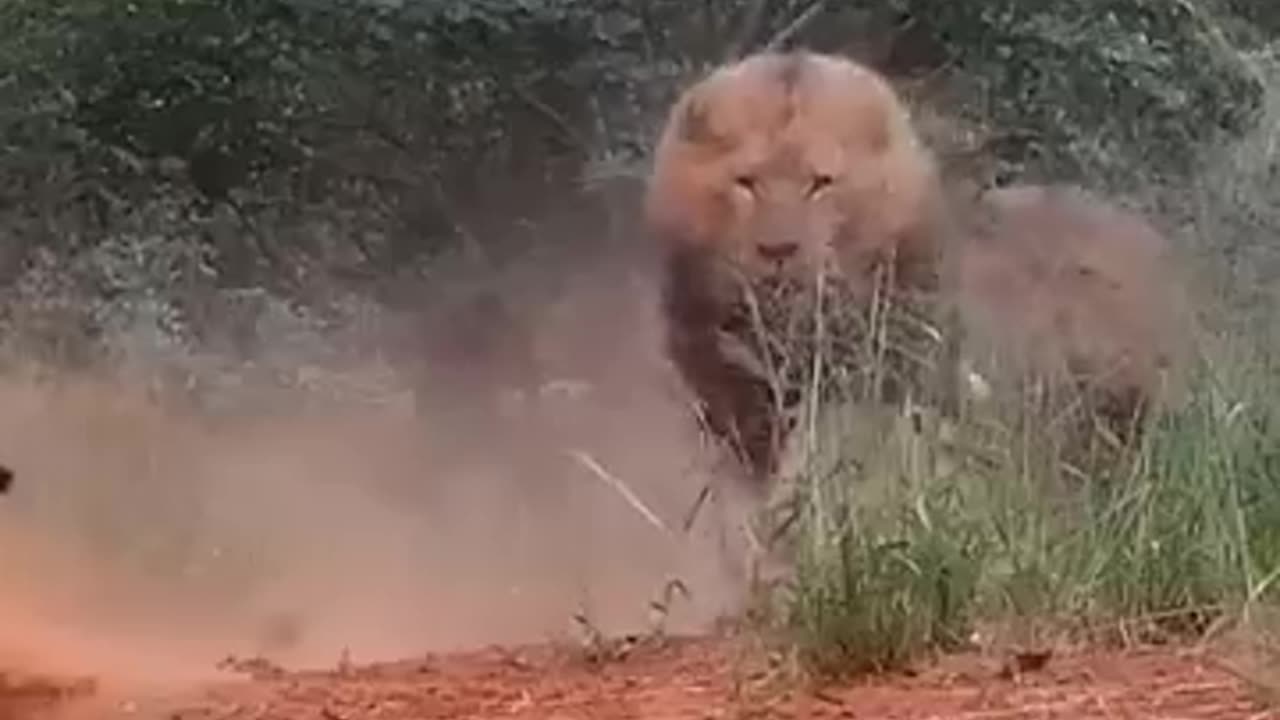 Animals funny videos