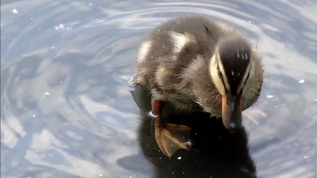 Duckling Cleaning.