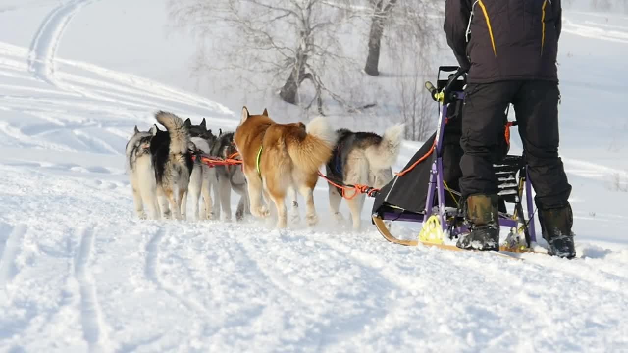 Sled dogs pulling in the snow