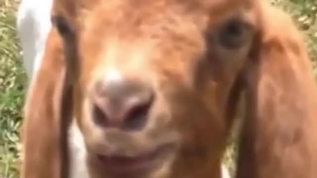 Haww baby goat talking cute funny 😂😂|| Try not to laugh ||