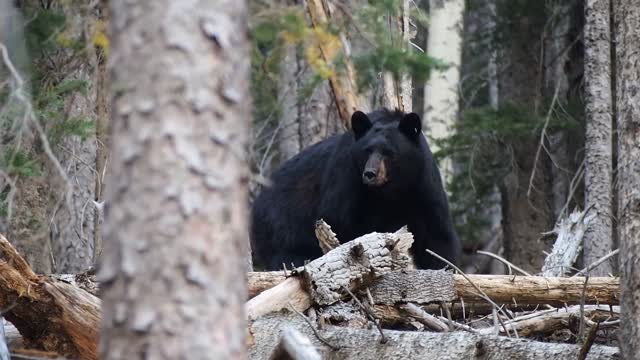 bear in nature