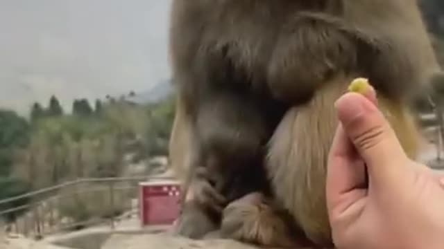 Very funny monkey 🐒 eating groundnut | Pone69