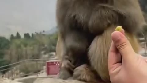 Very funny monkey 🐒 eating groundnut | Pone69