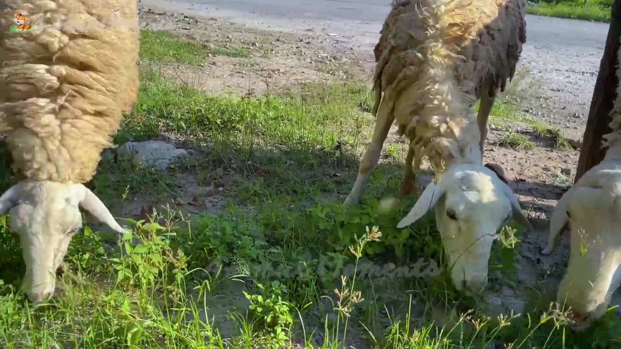 Cute Little Animals